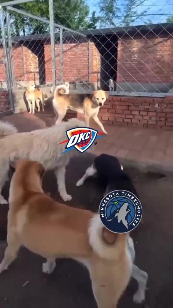 太有活了！美媒惡搞：狗王雷霆嚇退掘金灰熊，把森林狼按地上